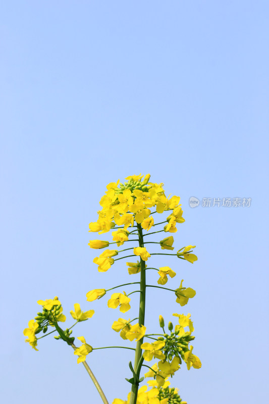 金灿灿的油菜花特写