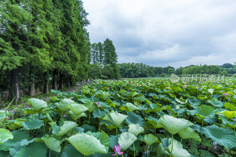 武汉东湖磨山景区盆景园