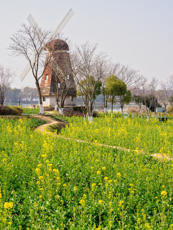 春天武汉东湖万国公园的油菜花