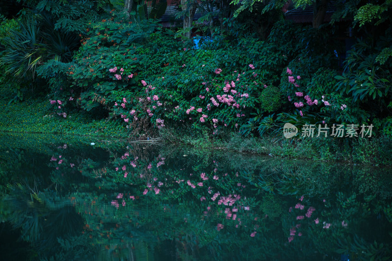 湖边水面倒影的花