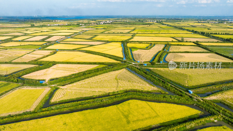武汉江夏区法泗镇的平原稻田