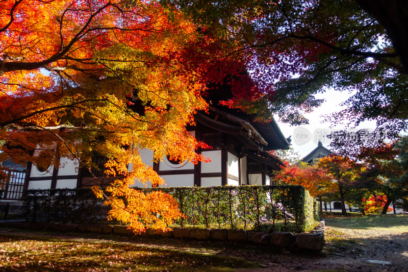 枫叶 京都 庭院 京都 秋天 日式