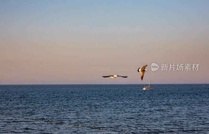 山东烟台蓬莱阁八仙过海景区海天之间海鸥