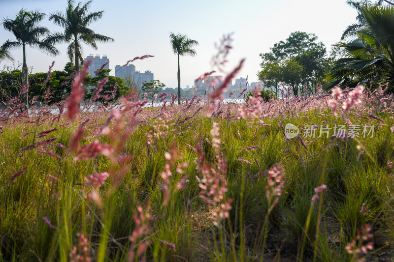 城市中生长着粉花绿草的自然景观