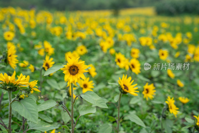 贵州凉都六盘水花海