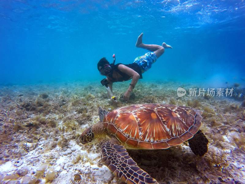 乌龟海龟两栖动物