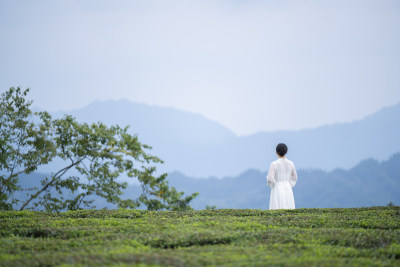 茶山里看风景的人