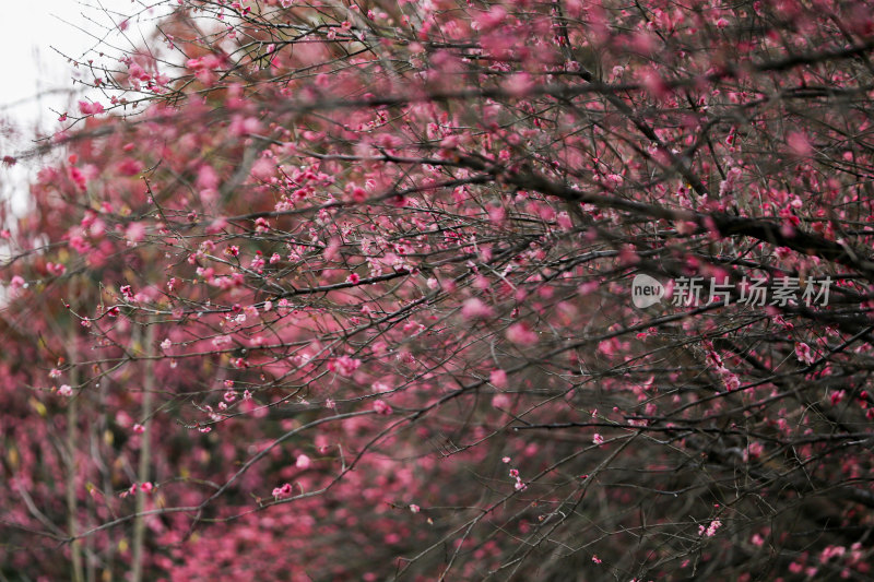 红梅花开