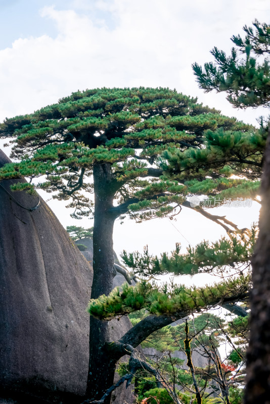 天下第一松，安徽黄山迎客松