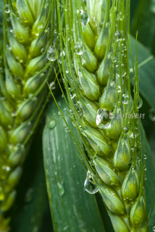 小麦开花麦穗麦子粮食丰收希望谷雨小满