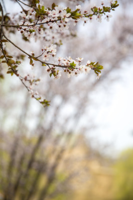 清明踏青园林花草树木