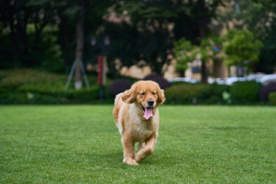 晴天在户外草地上欢快活动的金毛寻回犬