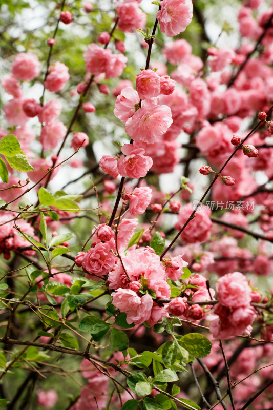 北京四得公园桃花树桃花