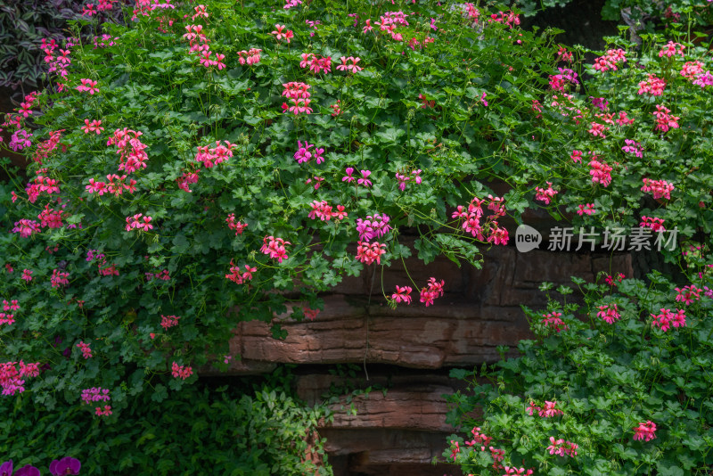 花卉装饰背景