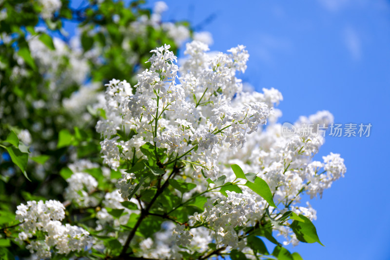 春天四月丁香花花卉开放治愈清新