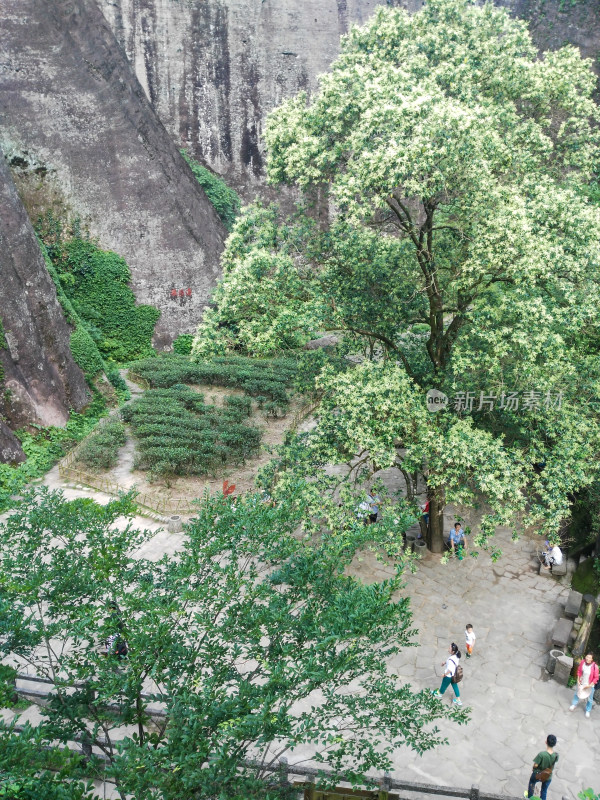 山间大树下的休闲场景