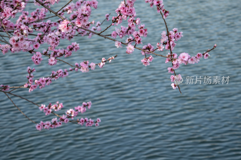 春天湖边蓝色湖面上绽放的粉红色桃花