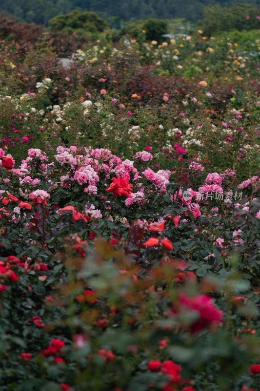 玫瑰花、月季花