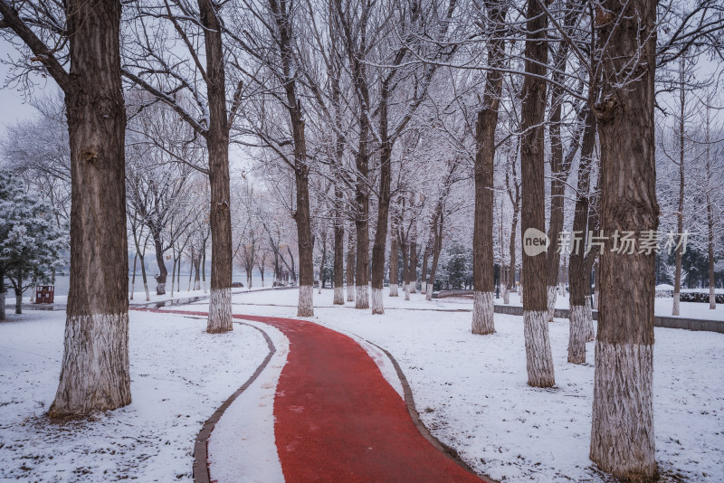 下雪了城市公园自然风景