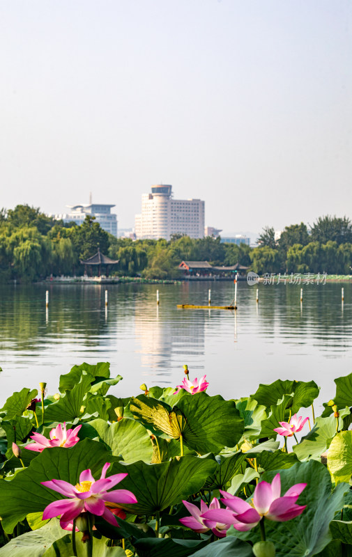 山东济南大明湖风景区夏日荷花景点景观