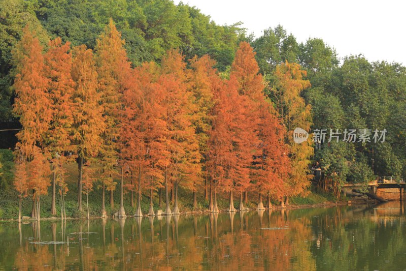 湖边秋色水杉林风景