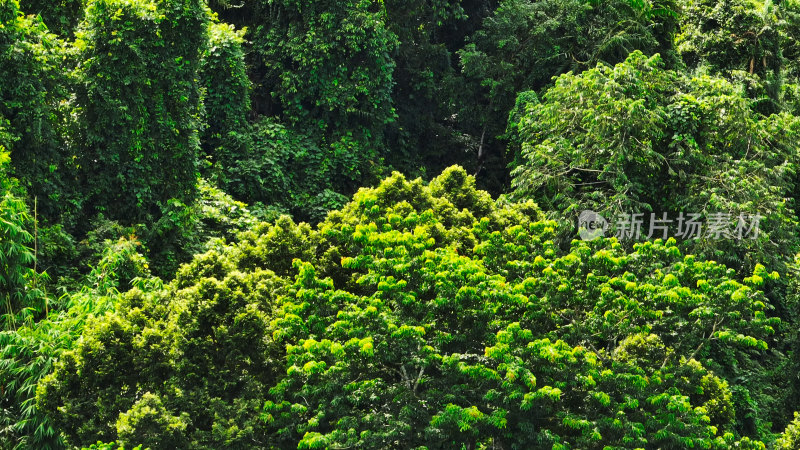 中科院西双版纳热带植物园