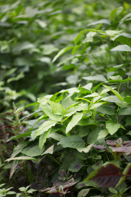 茂盛的苋菜和绿豆秧生长在一起