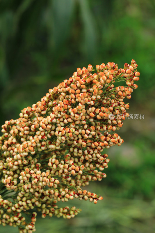 高粱成熟的丰收景象