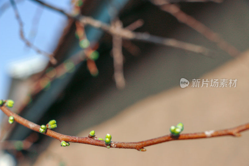 树枝上萌发新芽的特写镜头