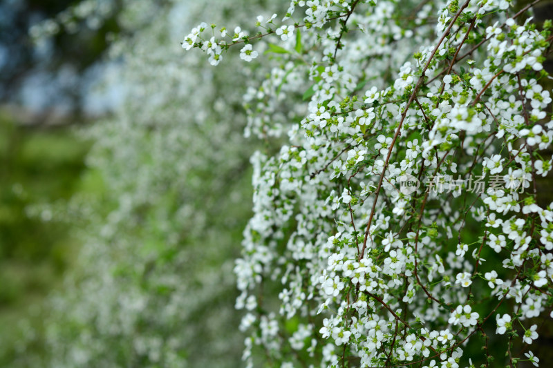 盛开的雪柳花