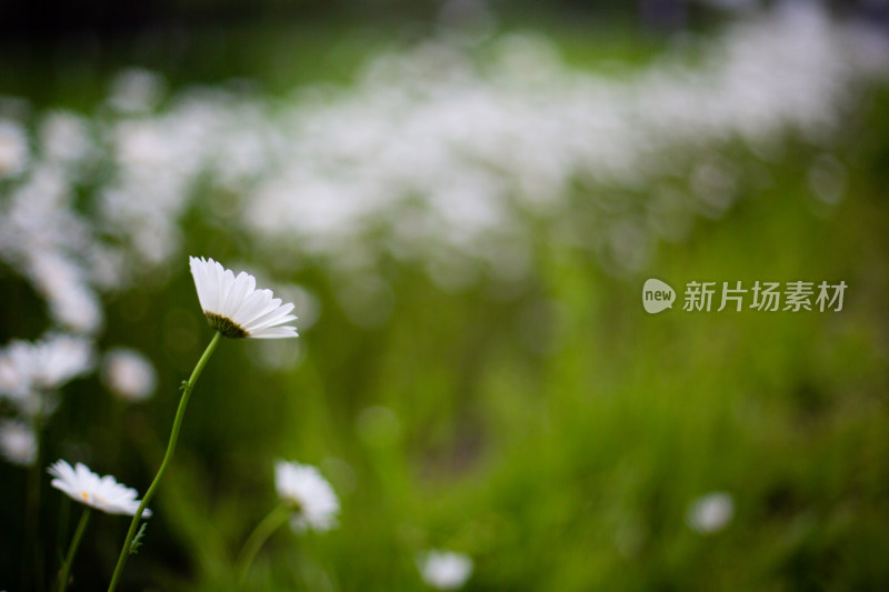 实拍菊花雏菊特写