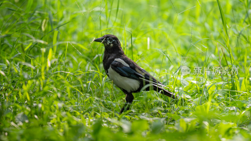 东方喜鹊（Pica serica）