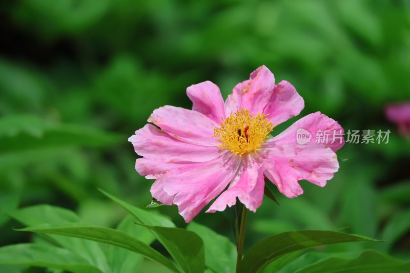 特写粉色盛开芍药花