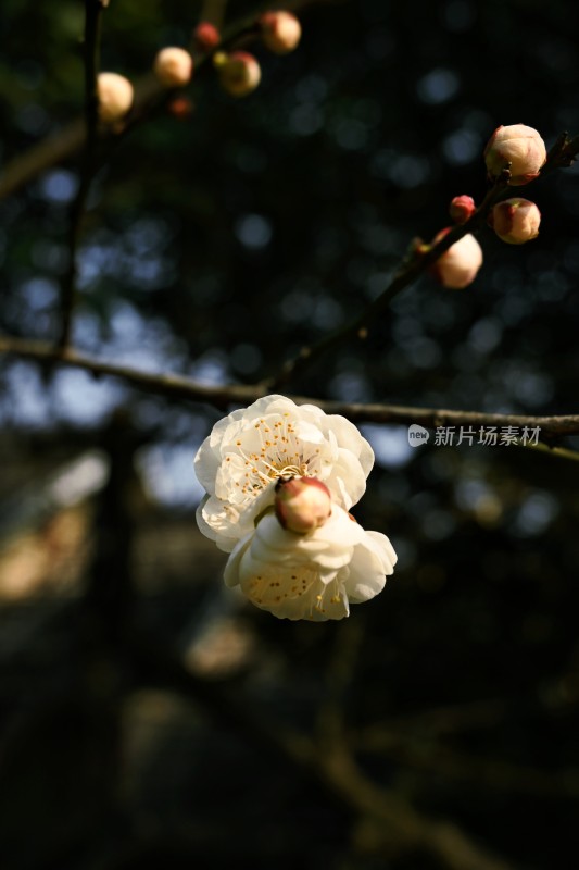 盛开的白色梅花特写