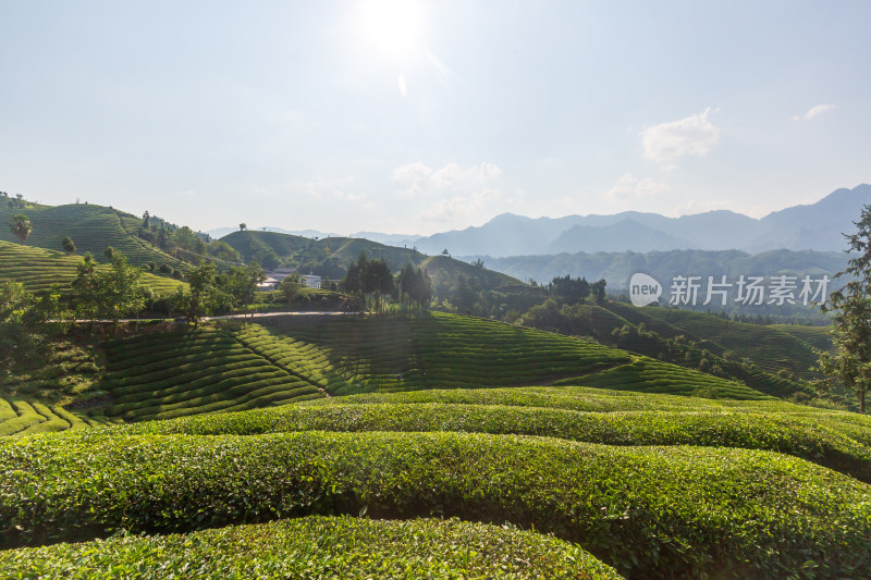 湖北恩施鹤峰茶山