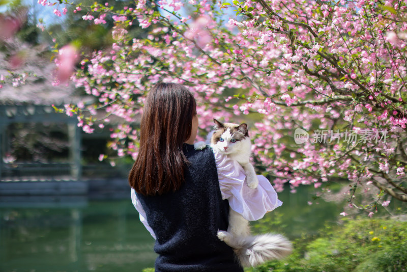 美女抱着宠物猫 春日赏花