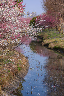 花开海上梅花节