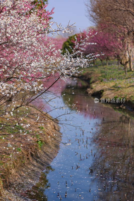 花开海上梅花节