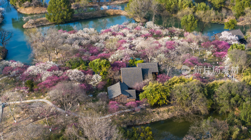 杭州西溪湿地探梅节梅花