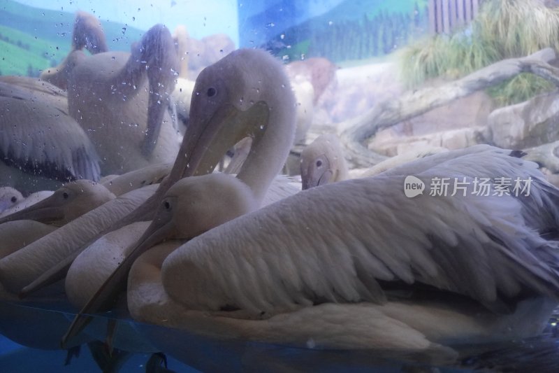 水族馆中休憩的鹈鹕群