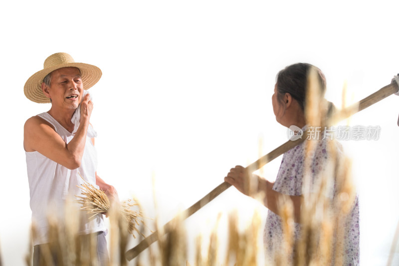 老年夫妇在麦田