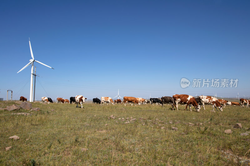 中国河北省张北县草原上放牧的牛群