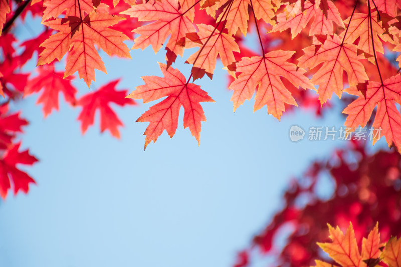 秋天霜降红叶枫树自然风景天空枫叶