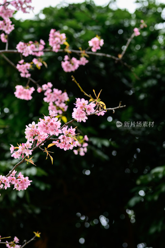 盛开的粉色樱花枝条