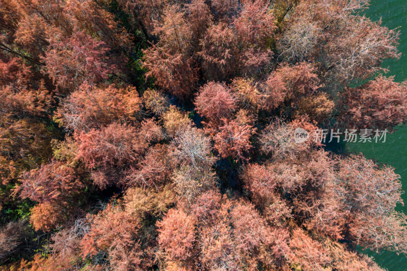 深圳大山陂水库水杉林秋色