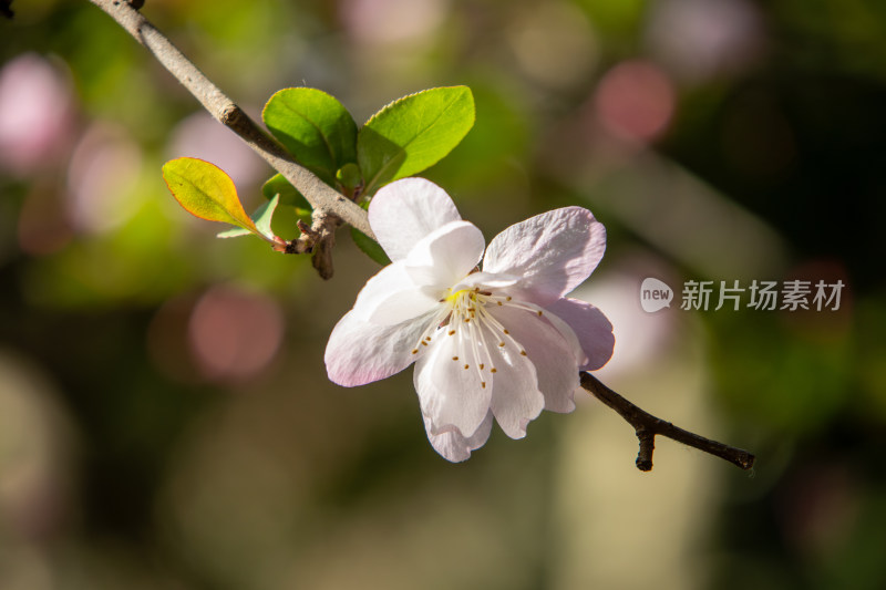 春天枝头绽放的粉红色海棠花