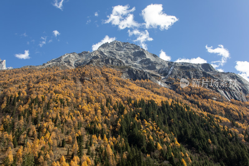 川西秋色，雪山与金色山林