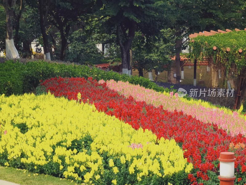 佛山市千灯湖公园金鱼草花海