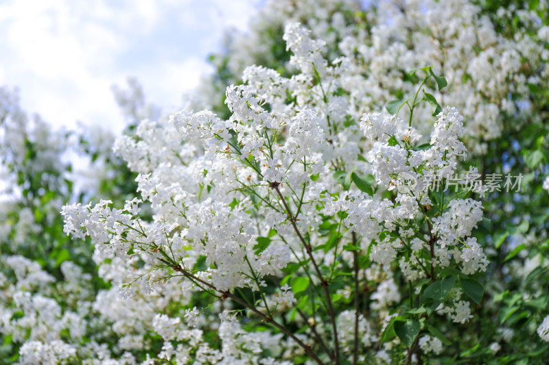 白色丁香花