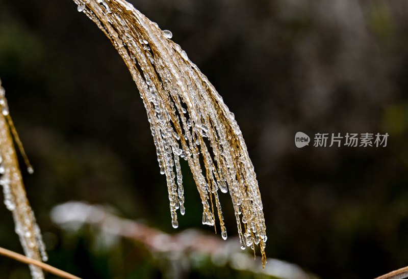 重庆酉阳：一场冰冻游客“醉”